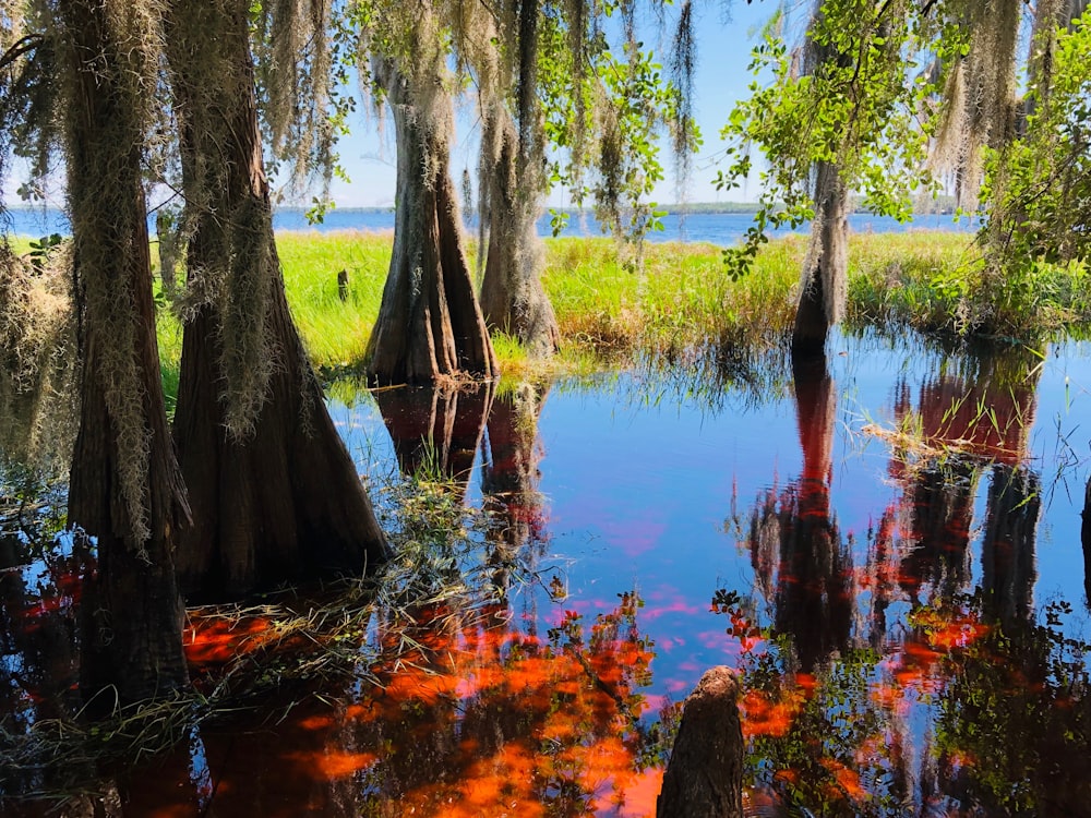 body of water near trees at daytime