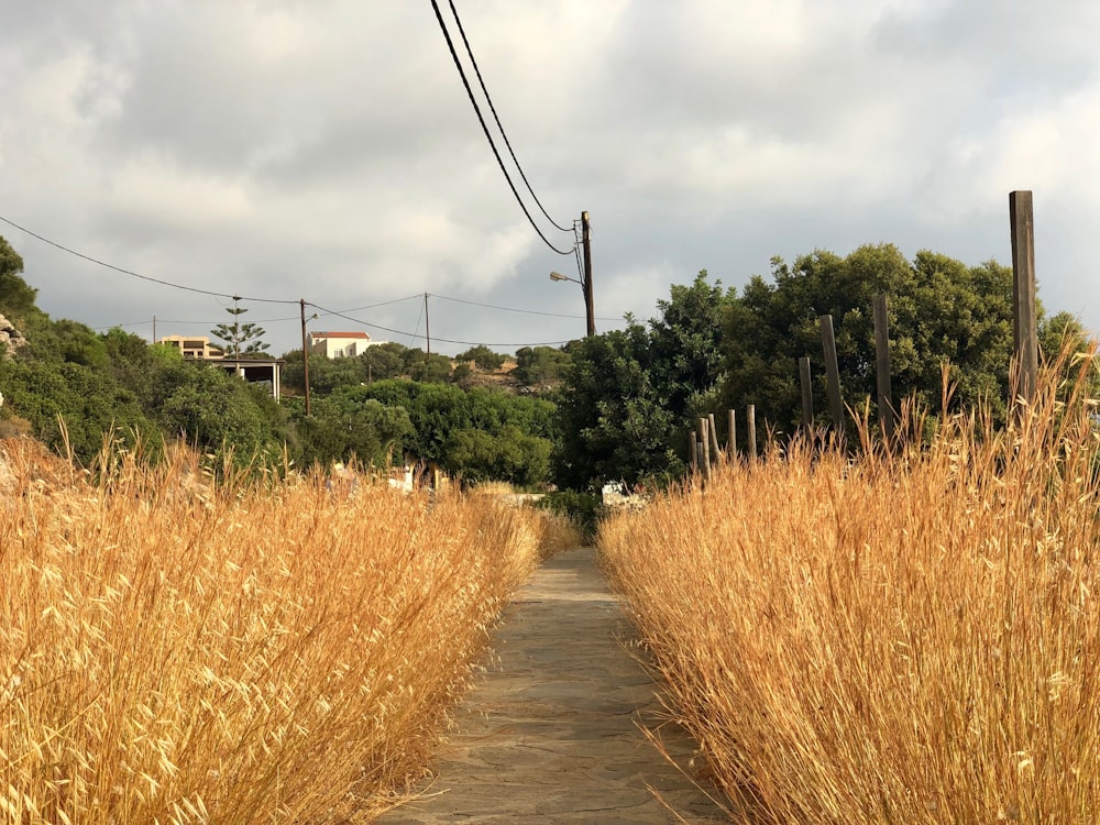 wheat field