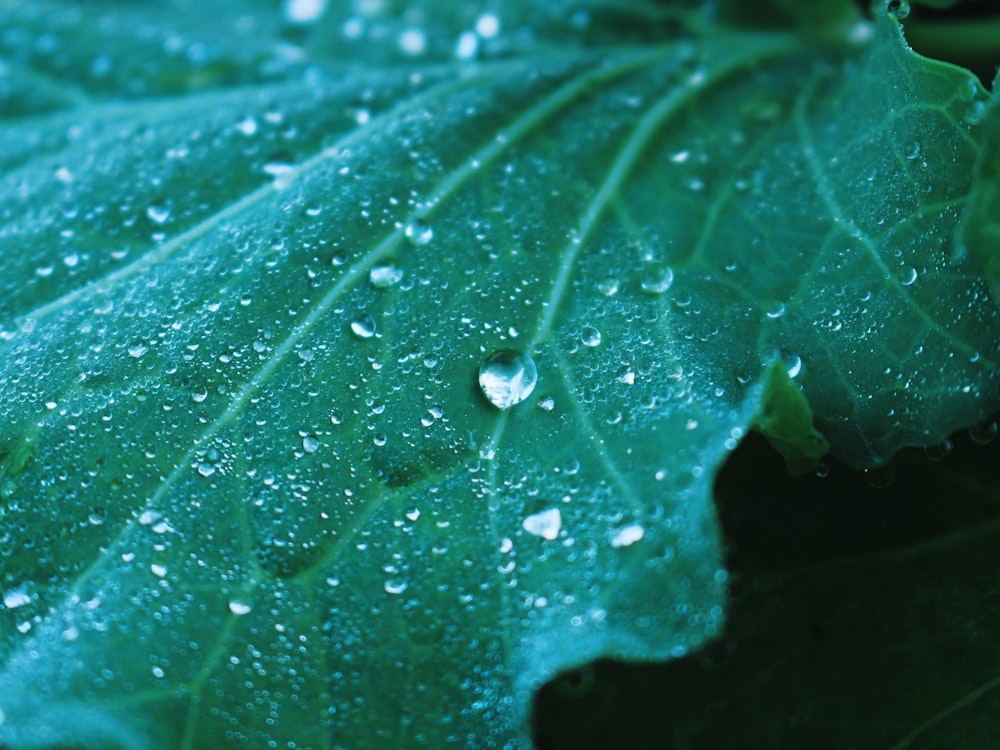 green leaf with water droplets close-up photography