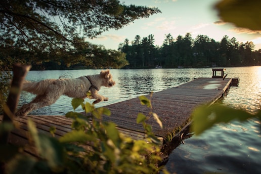 A water rescue dog leaping into a sparkling lake during training at sundown.