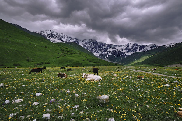 green and white mountains under gray sky at daytime