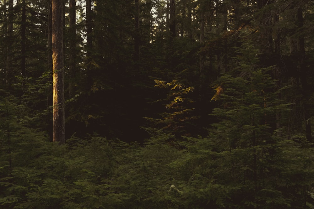 green-leafed trees