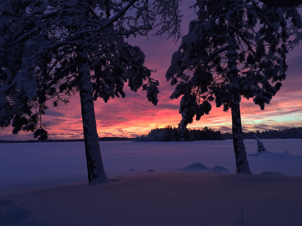 silhouette photography of trees