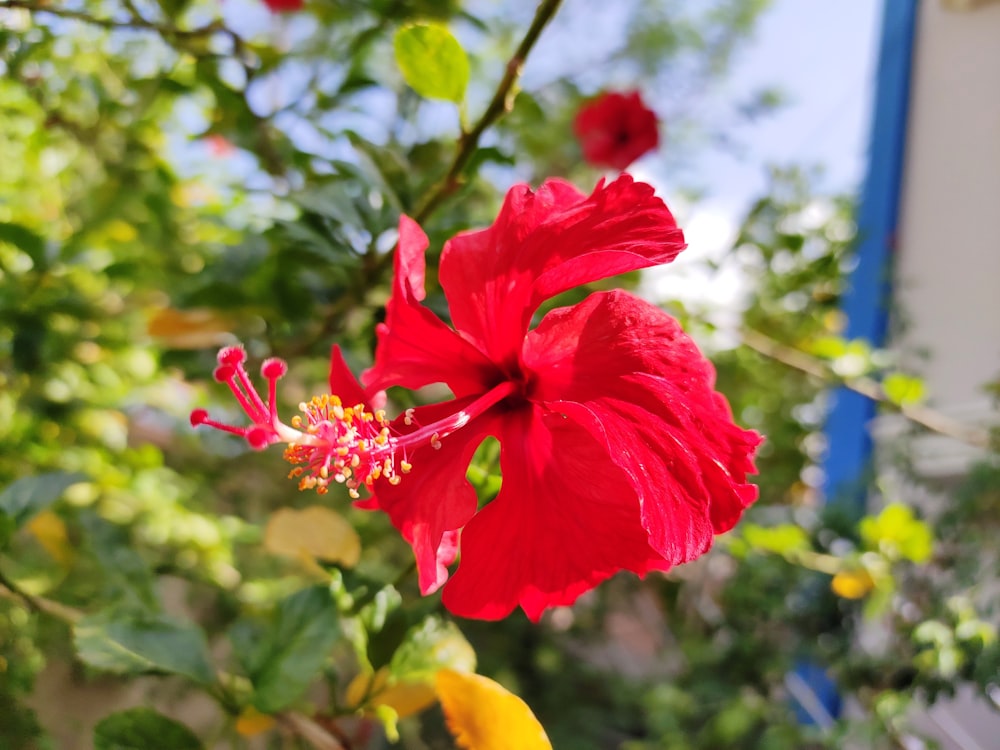 red hibiscus flower