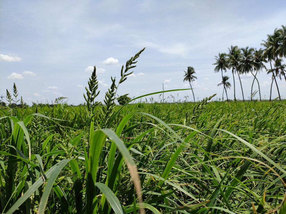 grass field