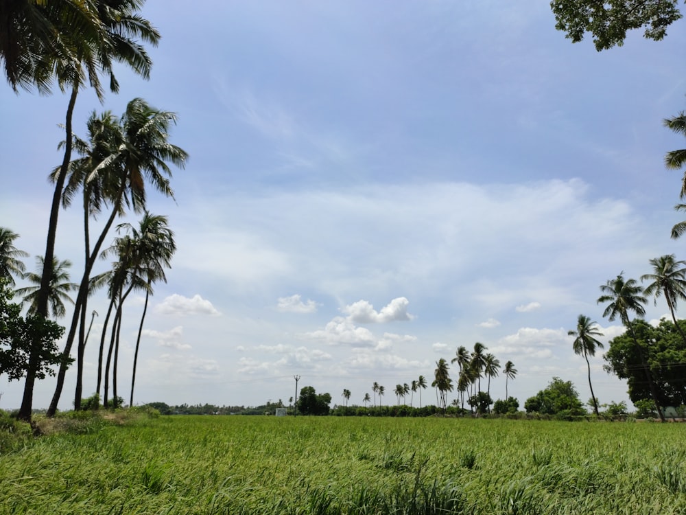 lined coconut trees at daytime