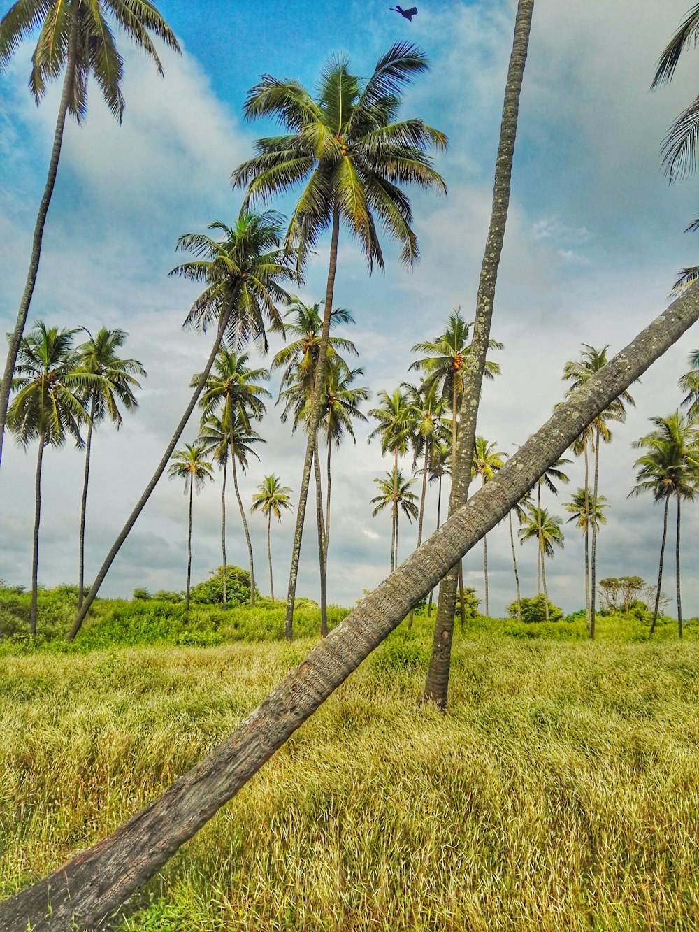 green coconut palm trees