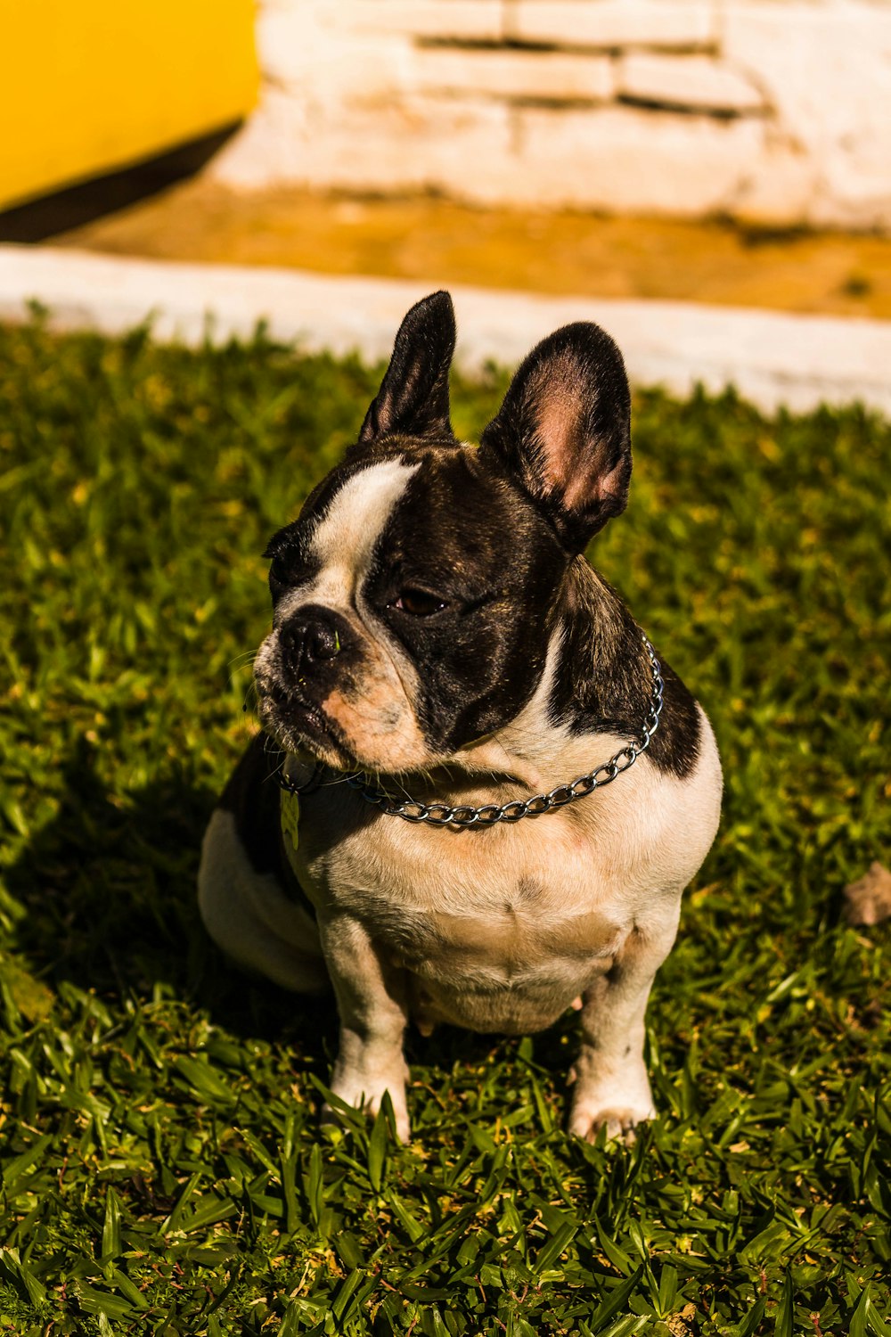 black and white french bulldog