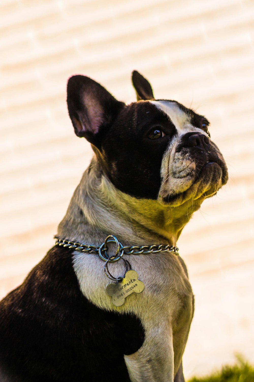 shallow focus photo of short-coated black and white dog