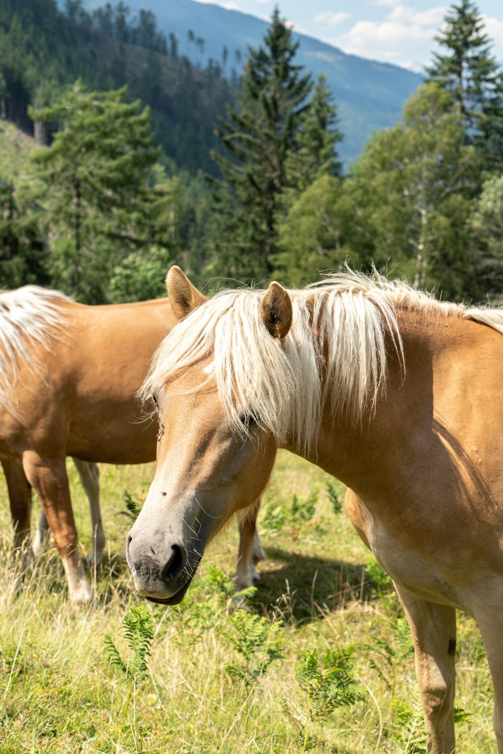 two white-and-brown horses on grass fields
