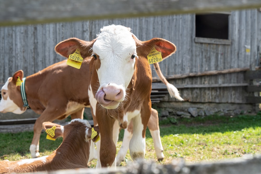 shallow focus photo of brown and white cow