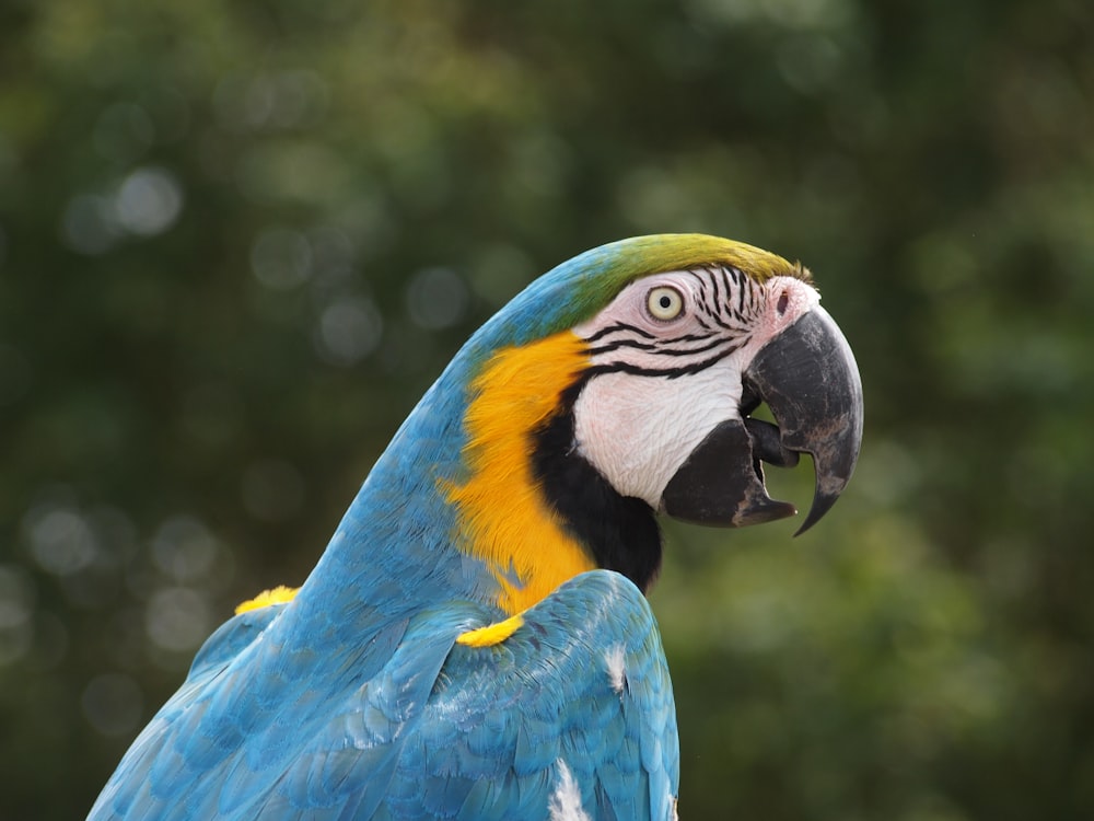 African parrot