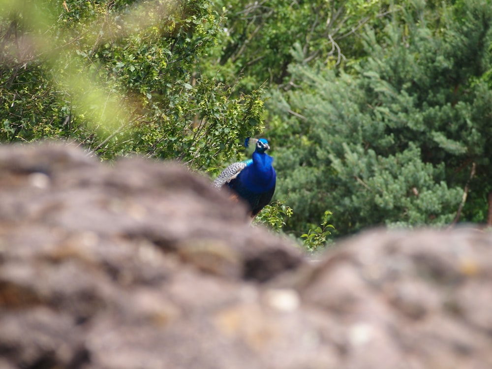 blue peahen