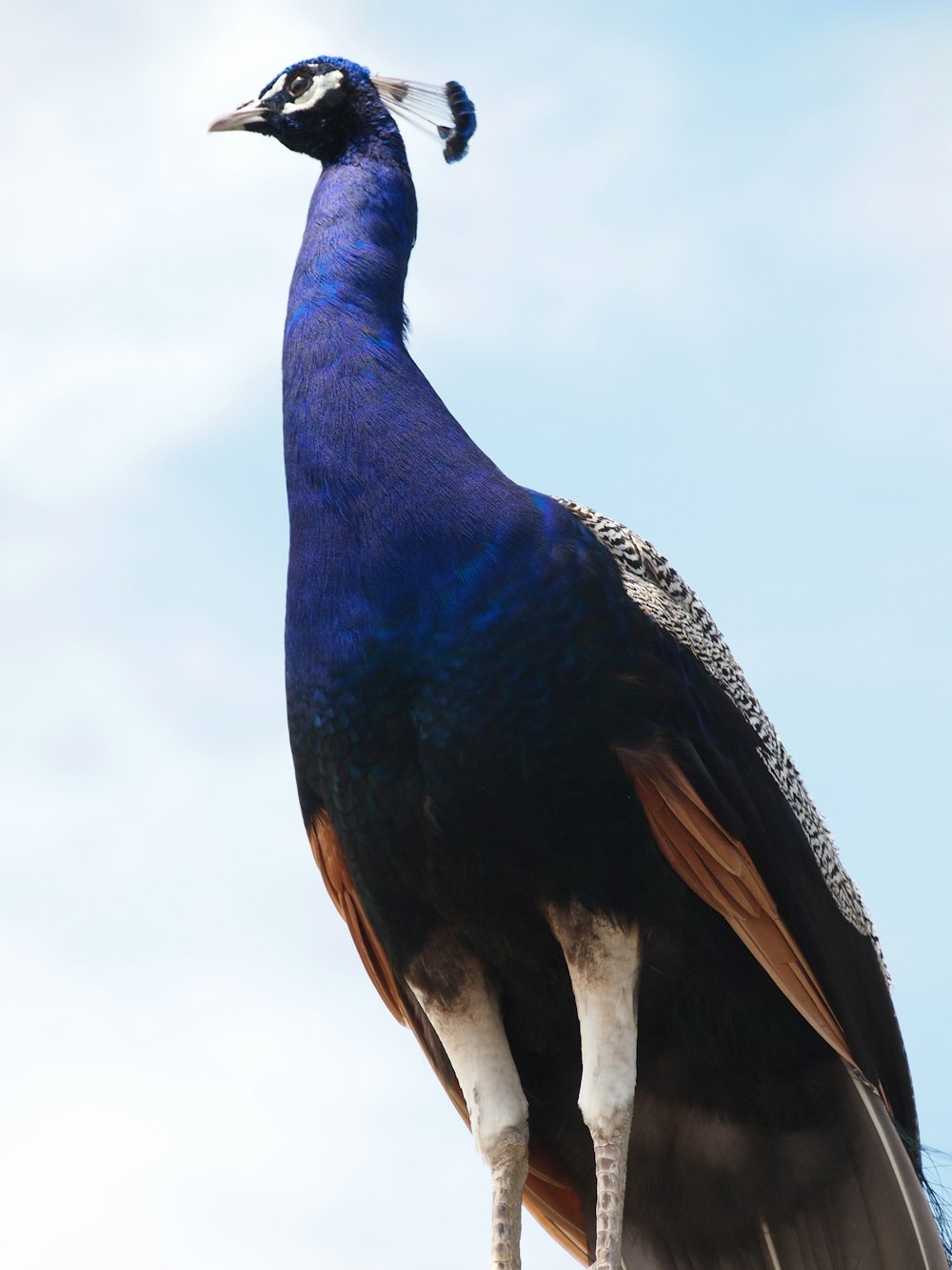 blue and brown guinea fowl