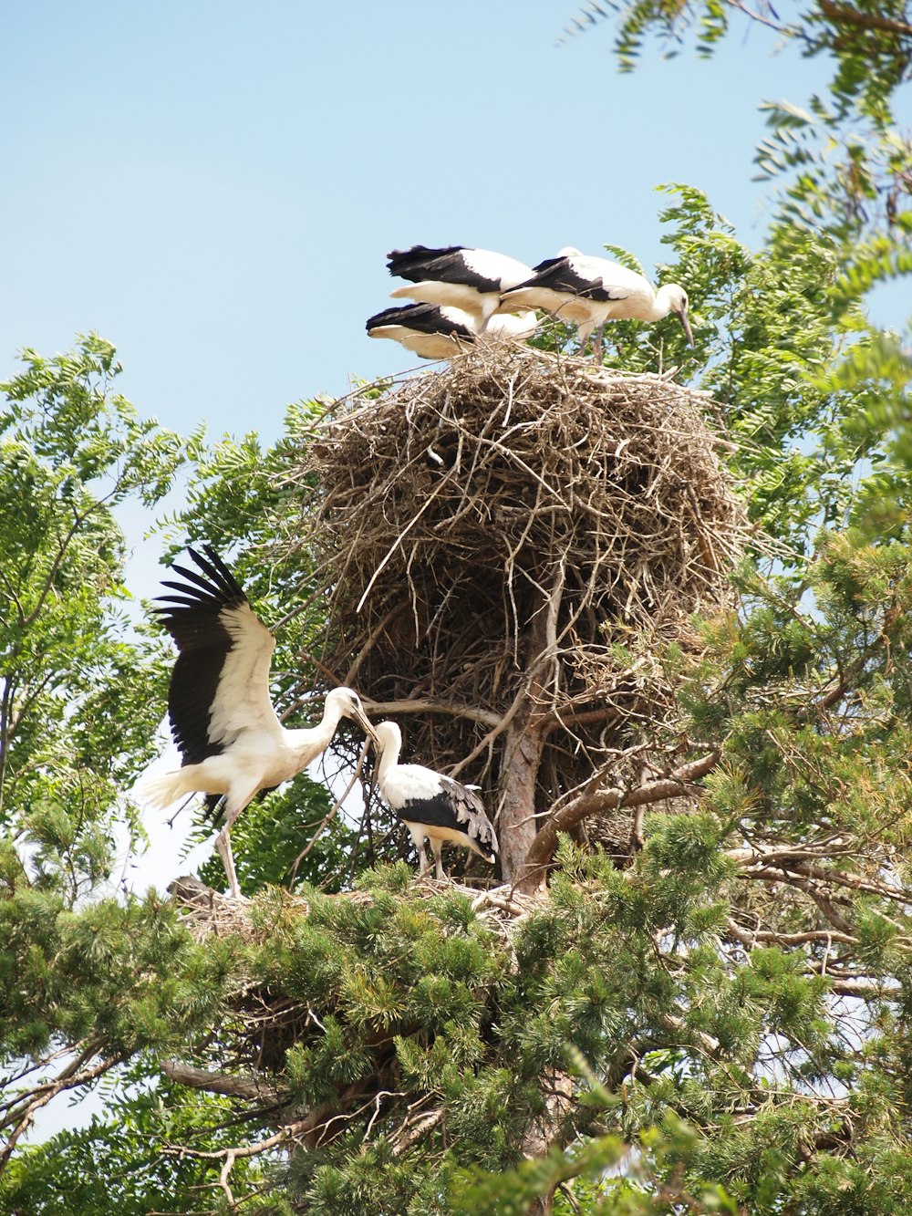 birds on tree branch and nest on tree