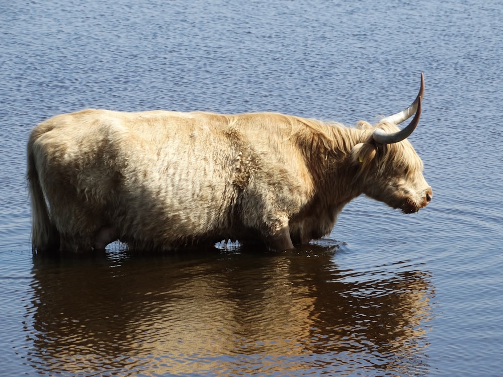 beige 4-legged animal on body of water