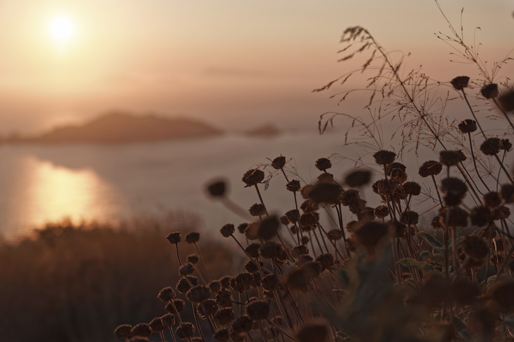 flowers near the sea during day