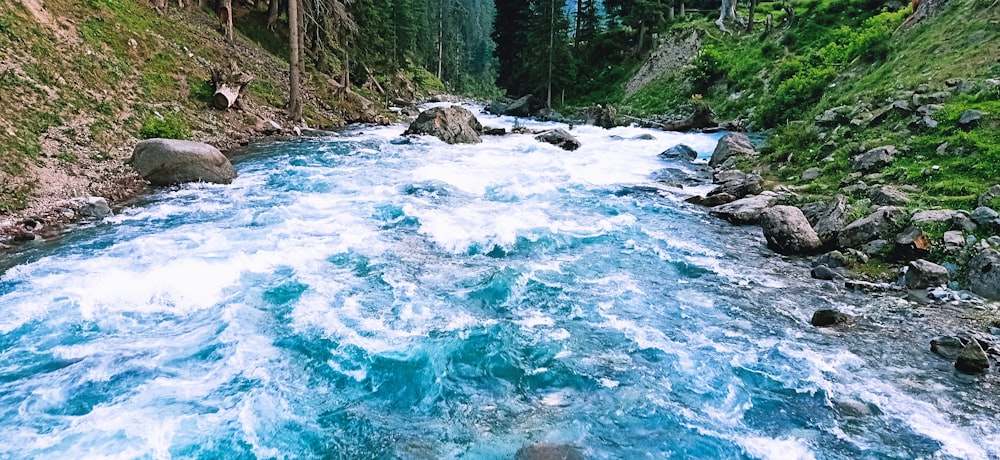 river in forest