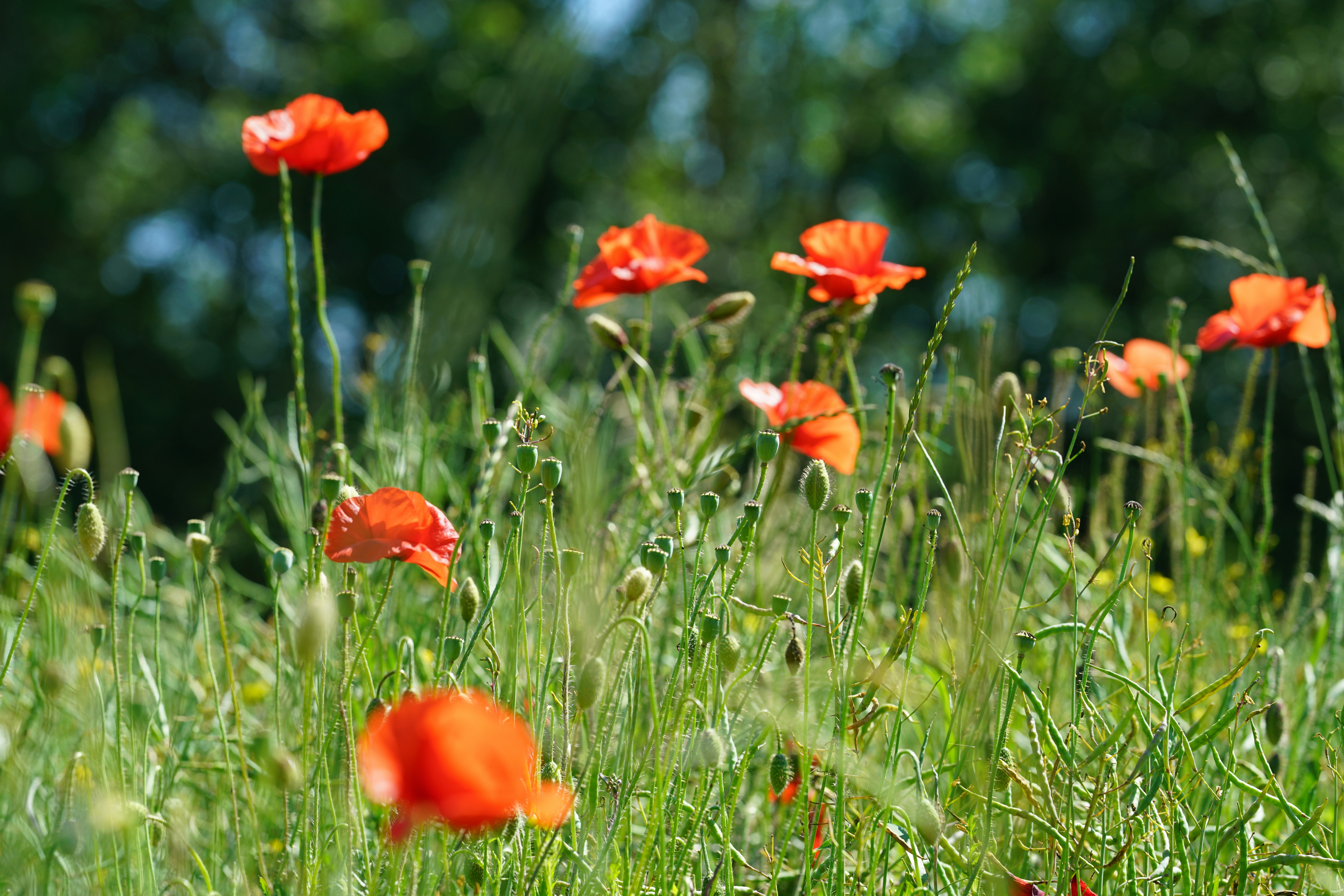 Photo by henriettedriessens