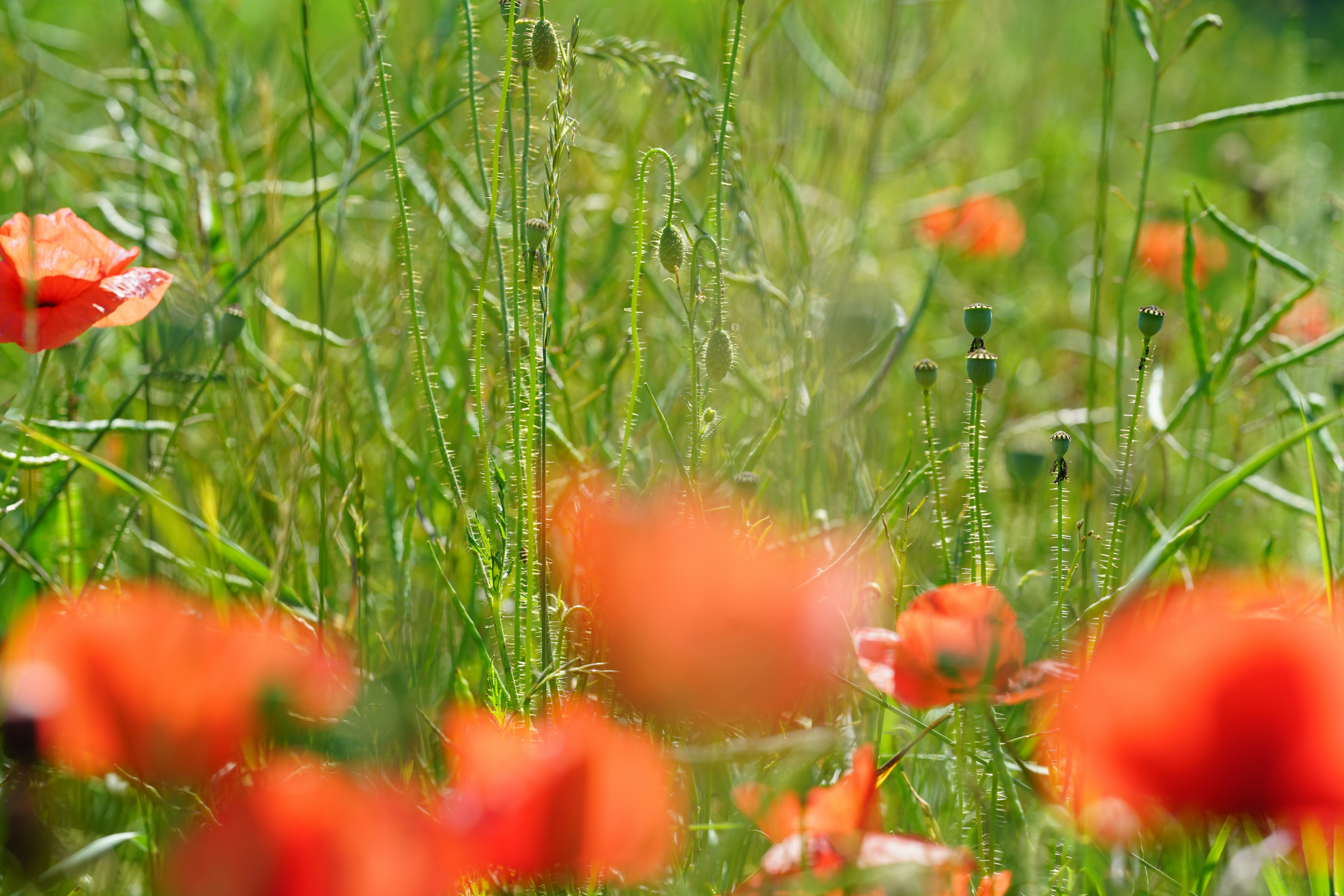 Photo by henriettedriessens