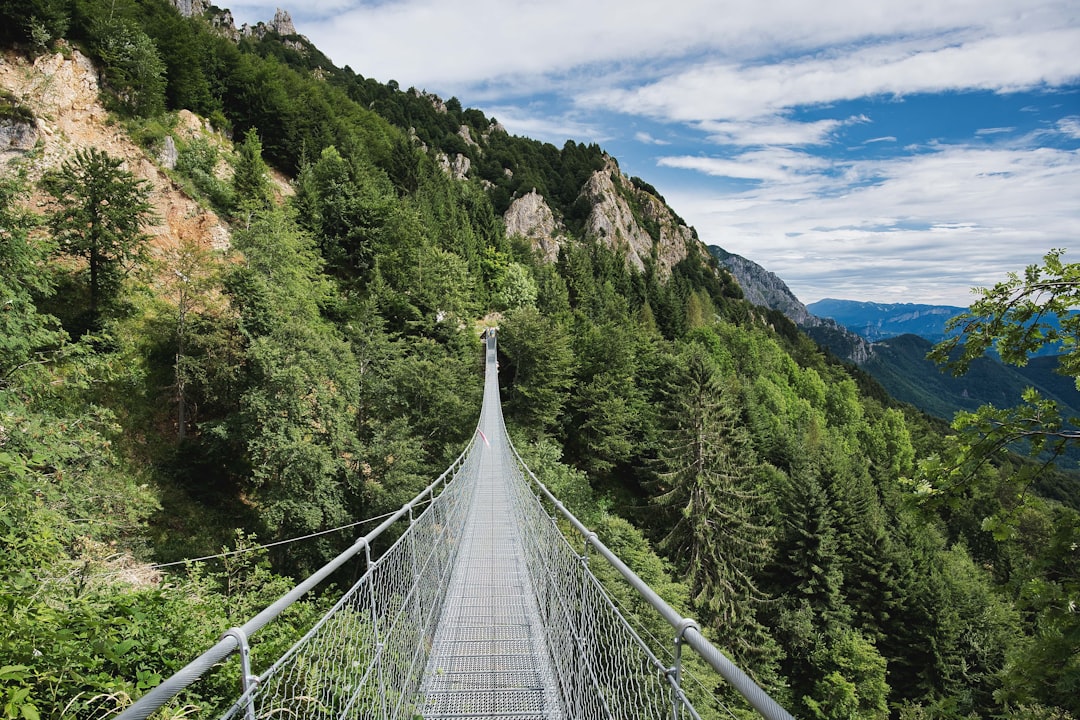 gray bridge near green trees at daytime