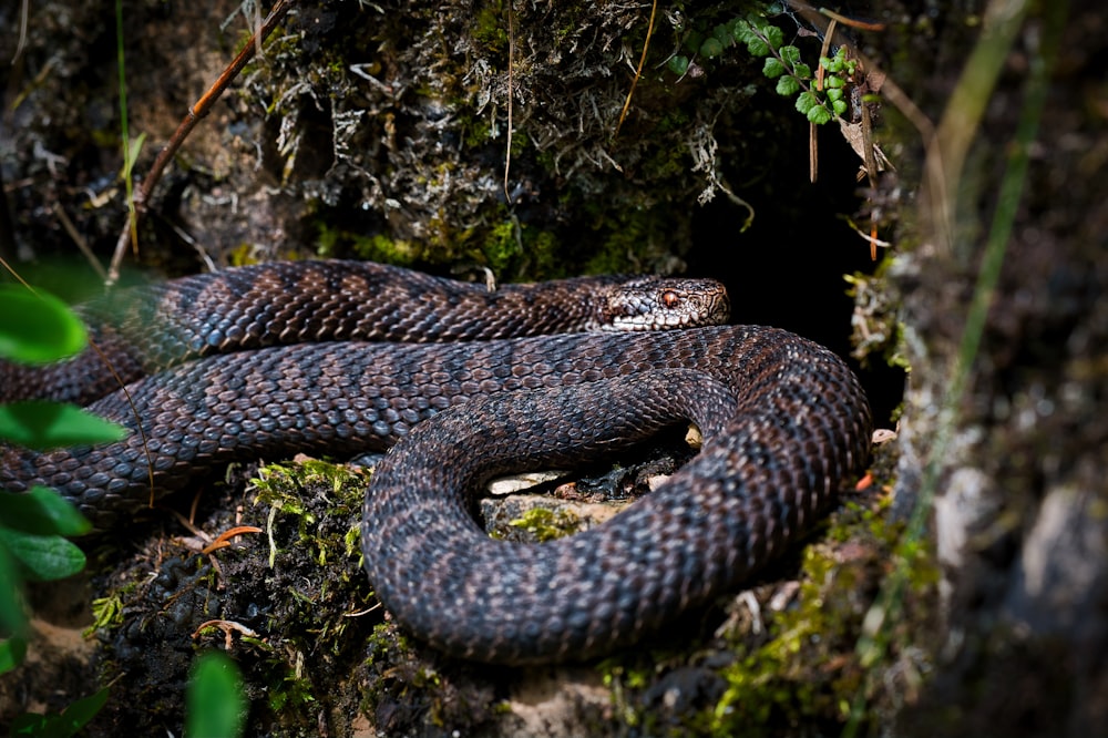 茶色と黒のヘビ