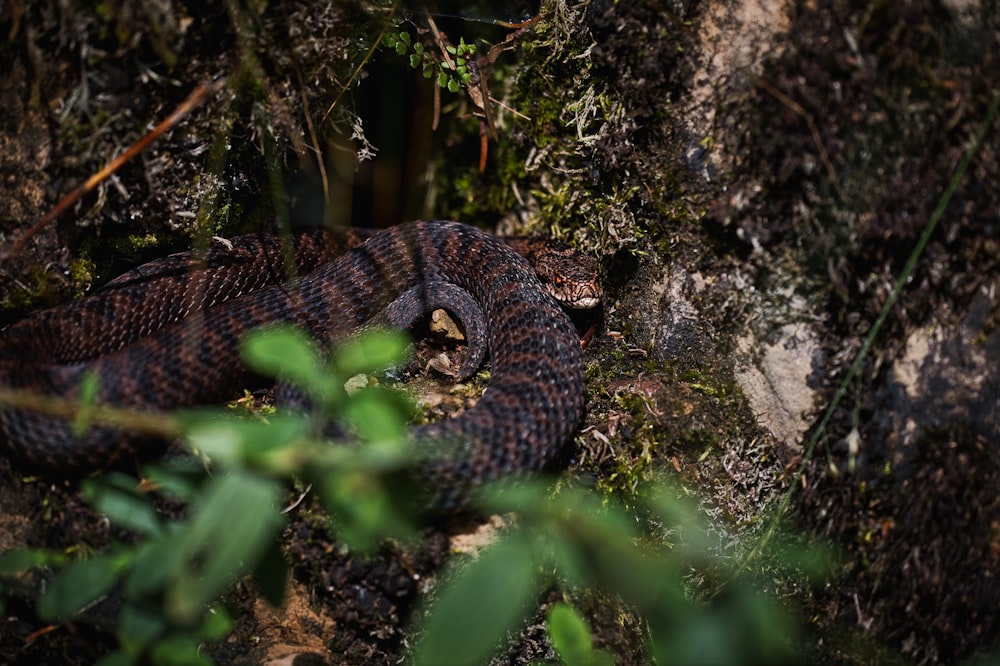 brown and gray snake