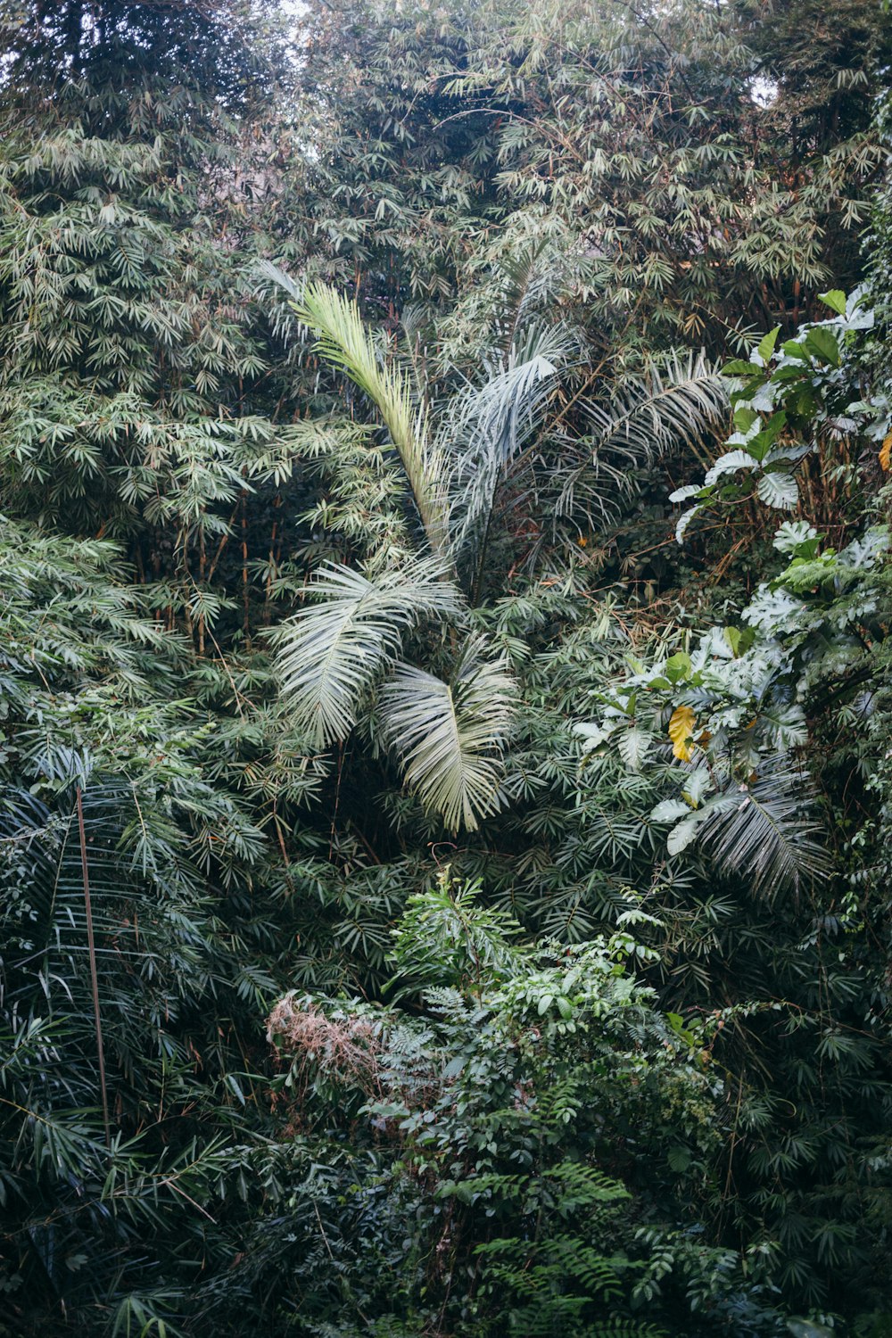 green plants and trees