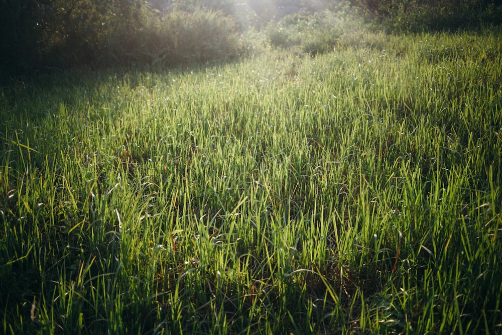 green-leafed plants