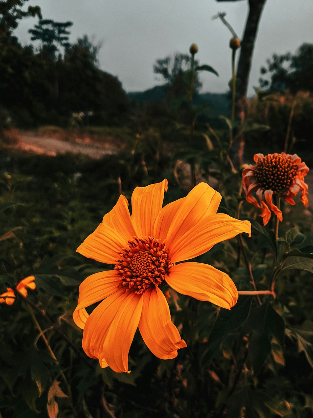 yellow petaled flowers