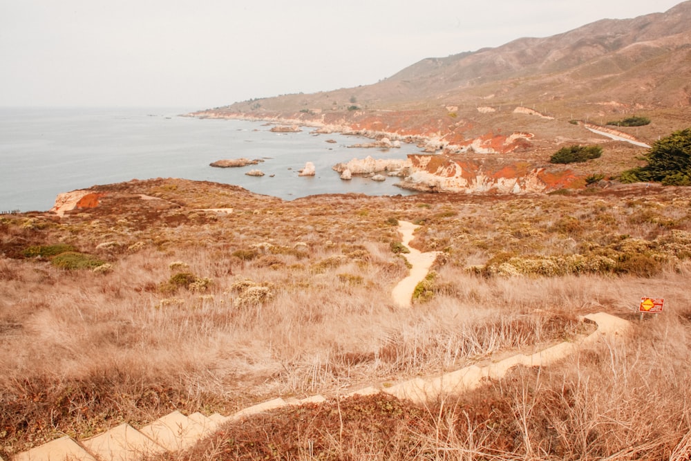 brown grass beside body of water