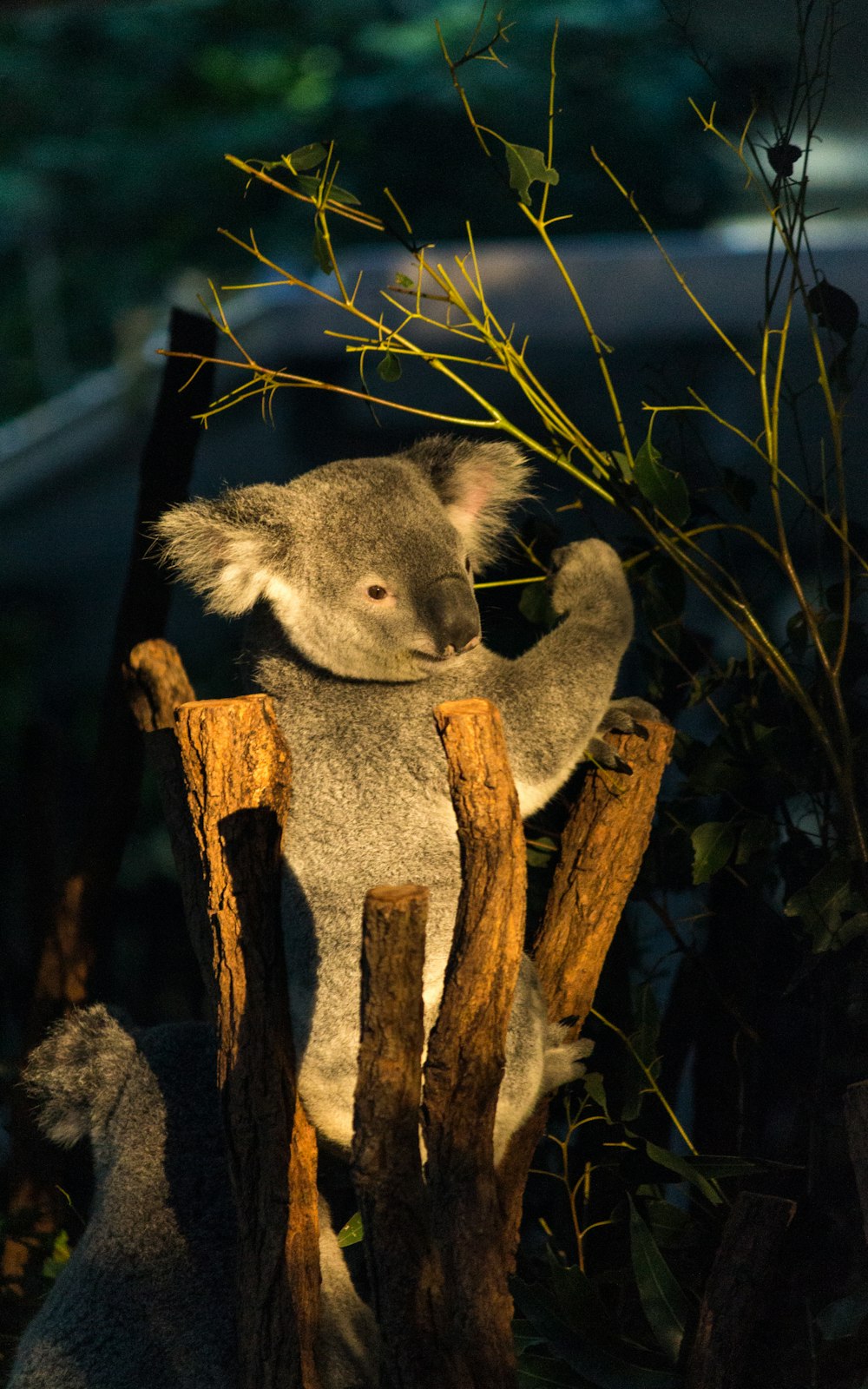 koala bear on plank