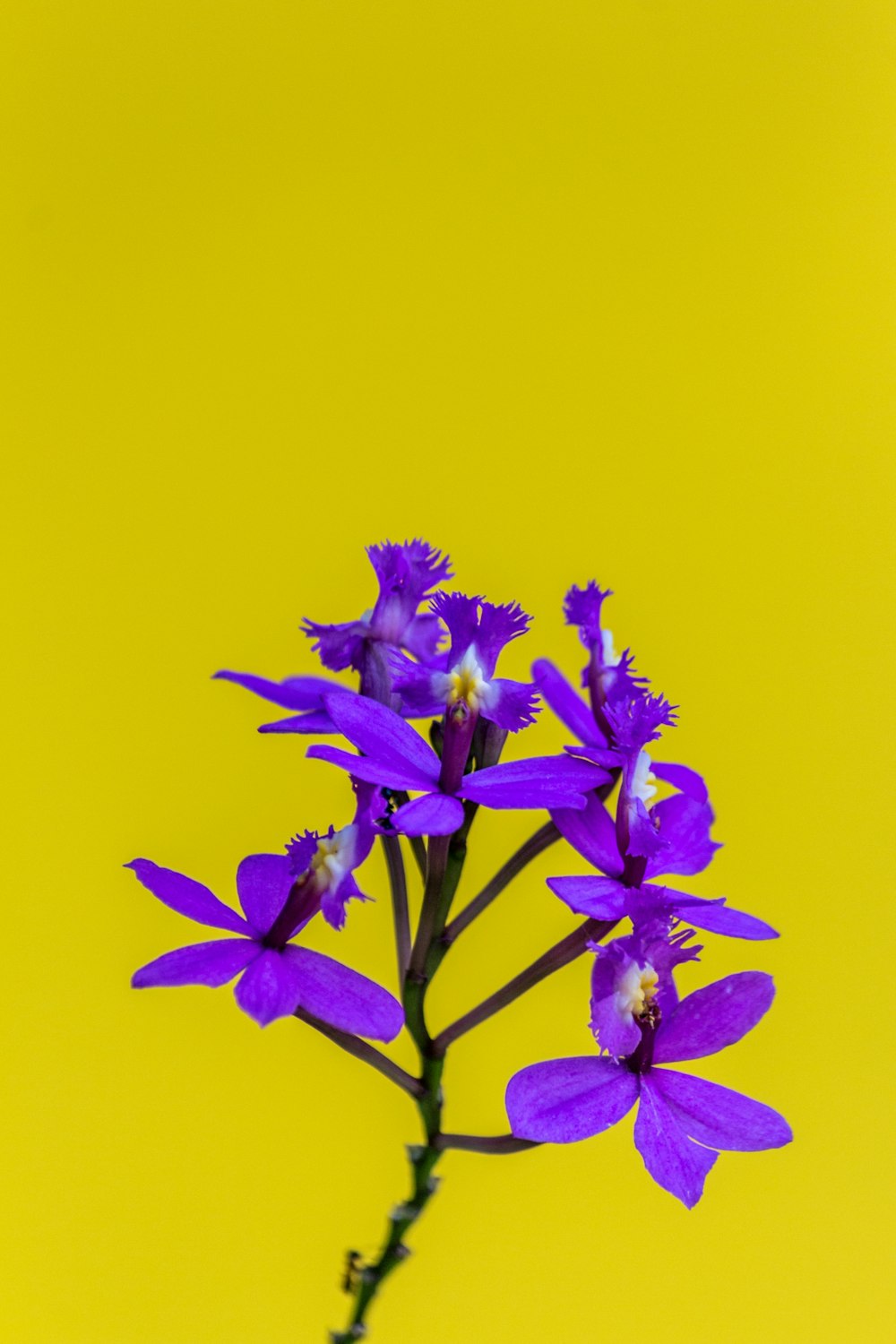 purple petaled flowers