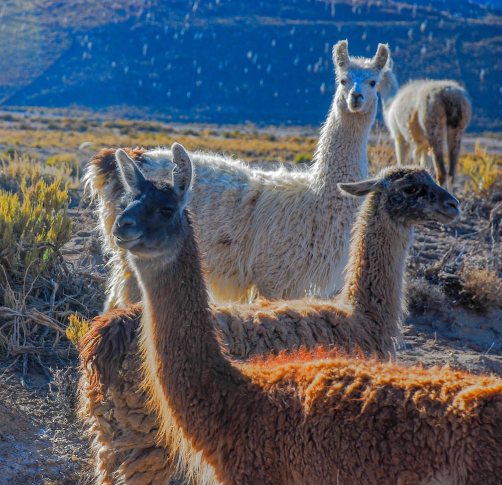 Lamas bruns et blancs sur les champs bruns