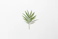 green leafed plant