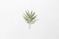 green leafed plant