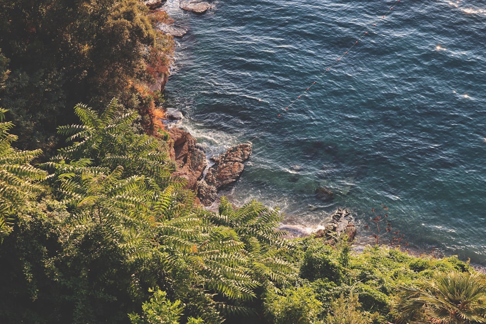 trees near ocean