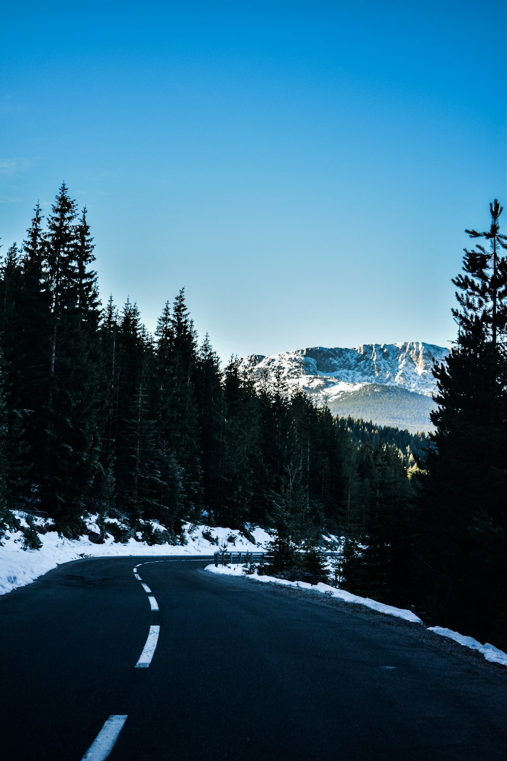 road near forest