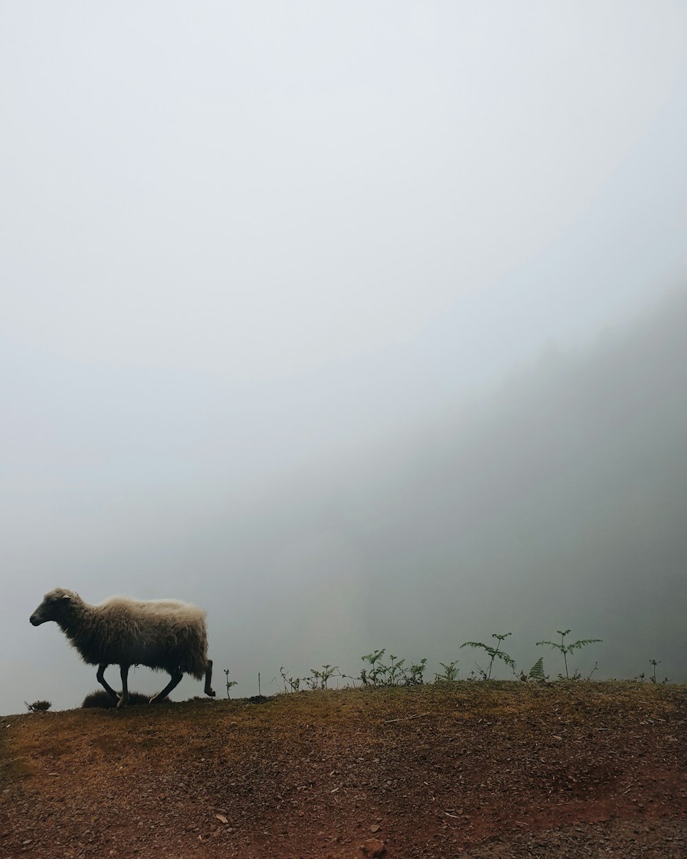 beige sheep on mountain