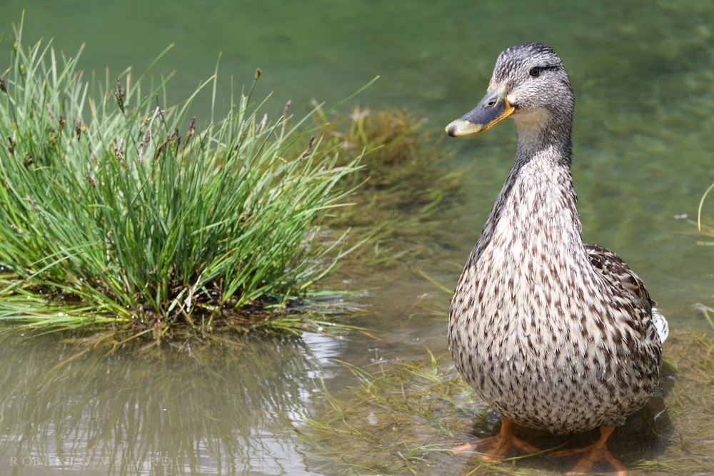 gray duck