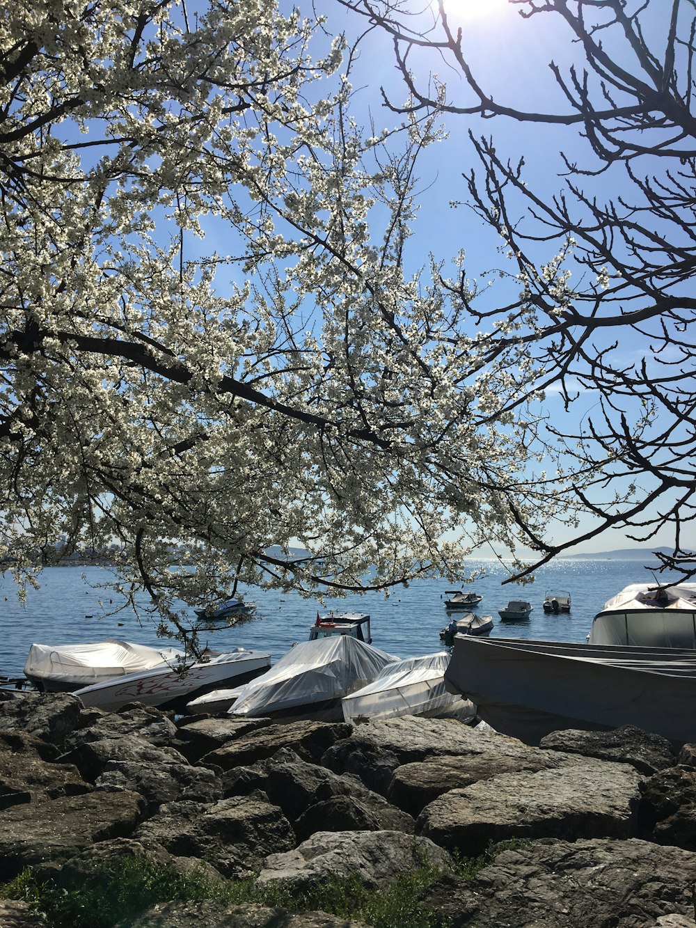 albero vicino alle barche sulla riva