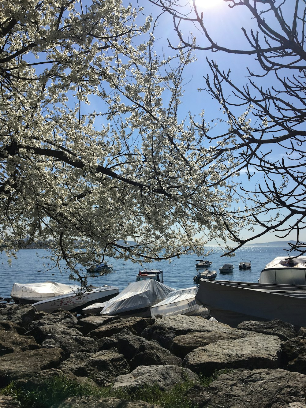 Arbre près des bateaux sur le rivage