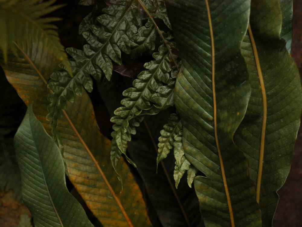 close-up photography of green-leafed plants