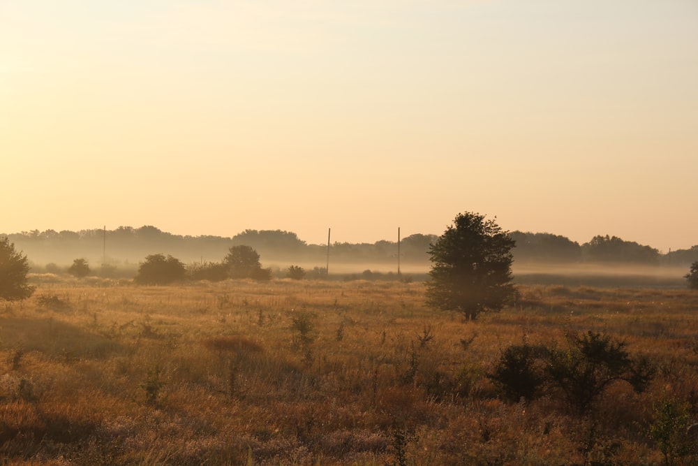 plant field