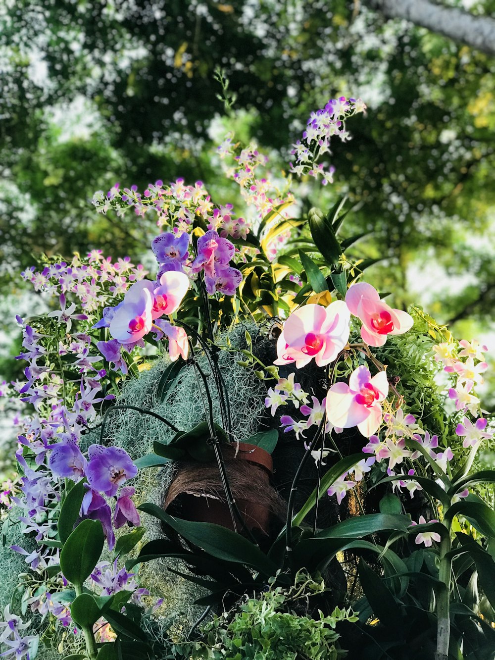 pink and purple petaled flower plants