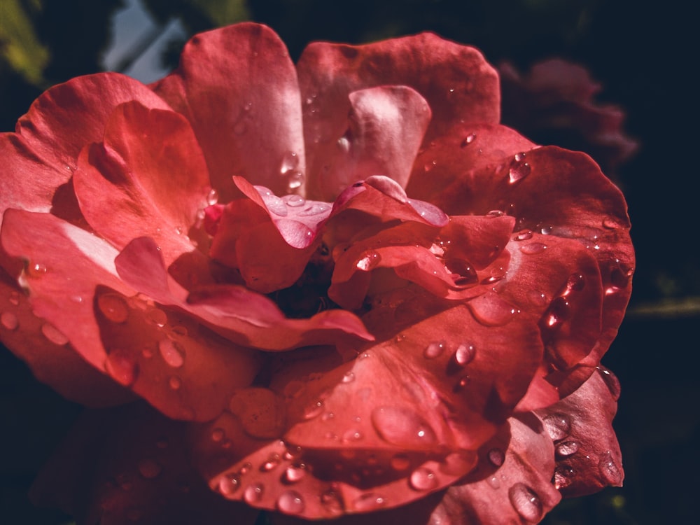 Gocce d'acqua nei fiori di rosa rossa