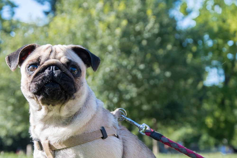 leashed fawn pug