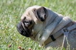fawn pug laying on grass field