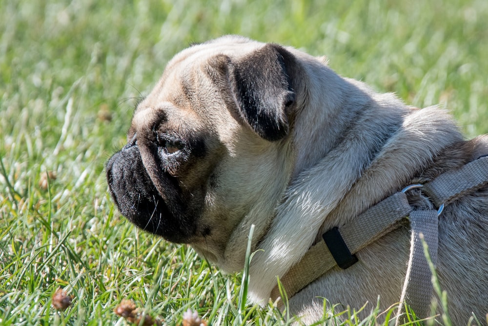 fawn pug laying on grass field