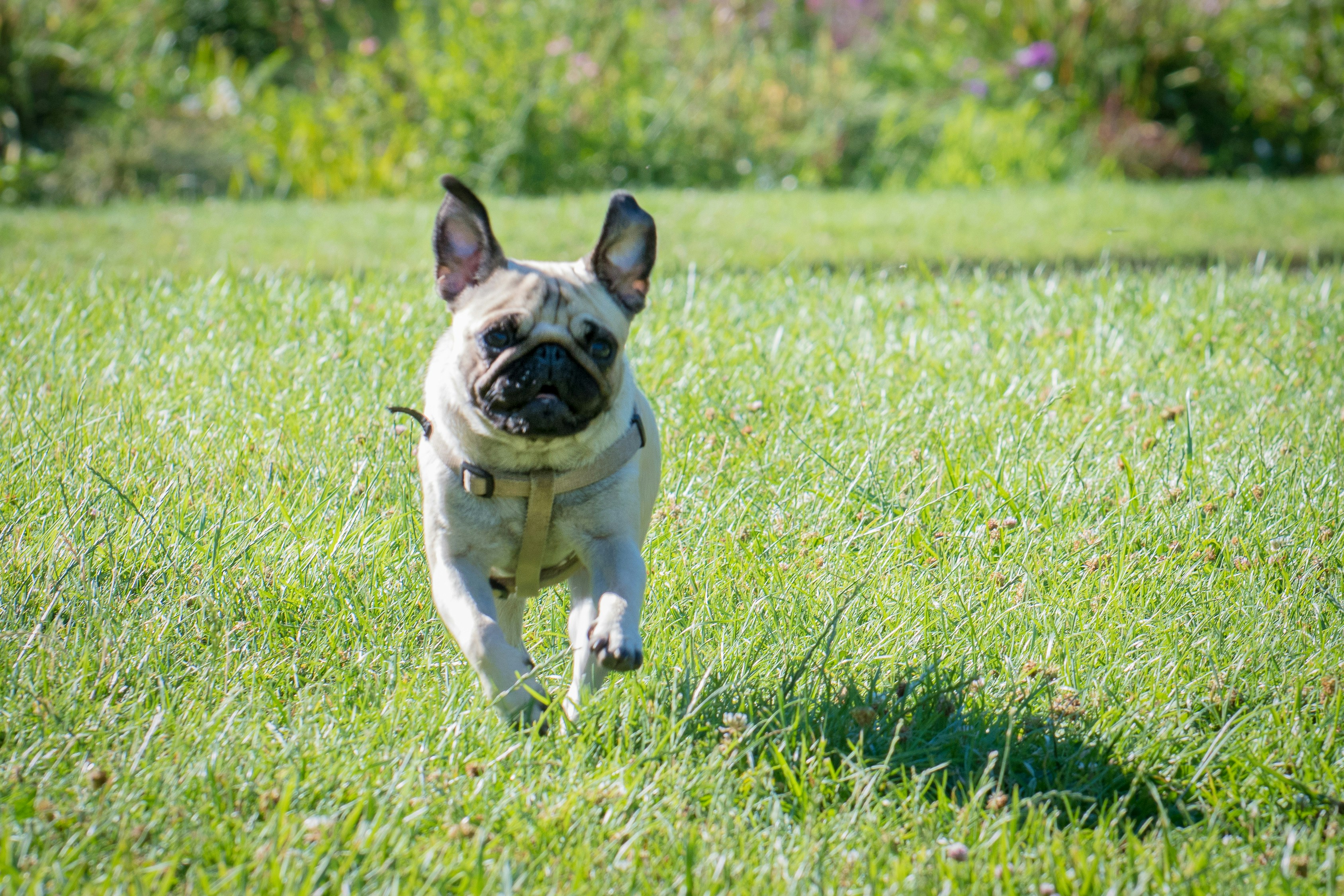 running pug